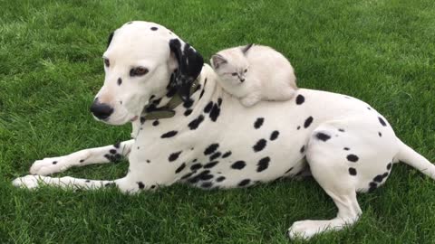 Beautiful Dalmatian hangs out with his sweet kitten