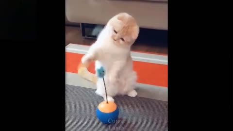Cute and funny pets / watch and try not to lough 🐶🦊🐱