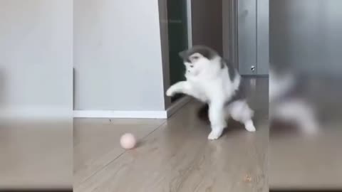 Cat playing football