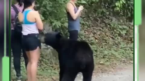 BEAR APPEARS ON TRAIL AND SCARES TOURISTS