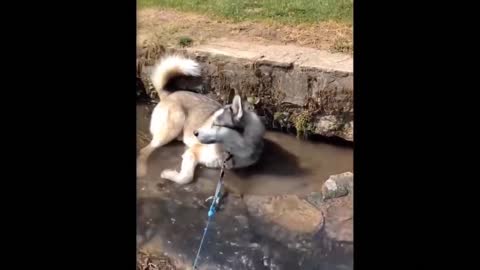 Funniest Dogs And Cats - Best Of The 2022 Funny Animal Videos #10