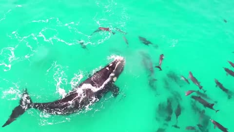 this is why orcas are called killer!!!!