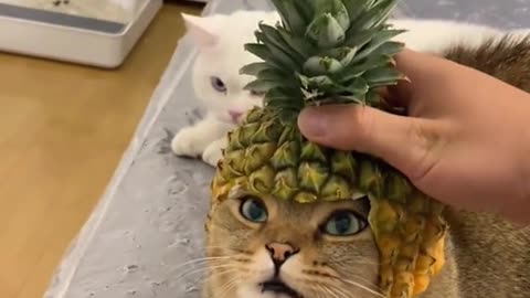 Pineapple Cat Cap! - Funny Video - Cute Cat