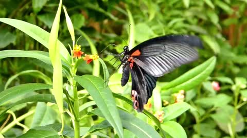 "Rainforest Butterfly Experience "