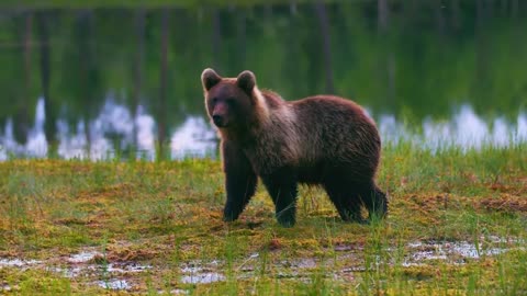 How can such an interesting brown bear not be cute?