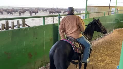 Behind the Scenes of a West Texas Bison Ranch and Texas Size Bulls!