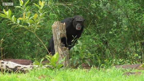 Spy Tortoise Adopted by Chimpanzee | Spy in The Wild | BBC Earth