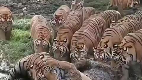Tigers play in their spare time