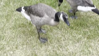 Lot of geese pass the road