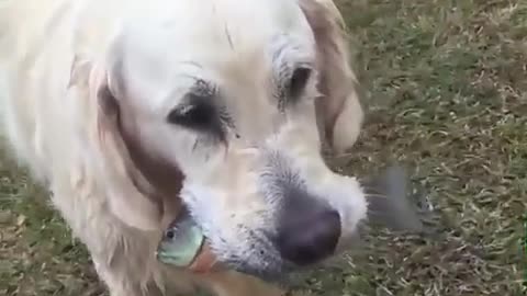 Dog's try to catch fish