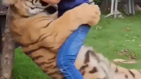 Boy playing with tiger
