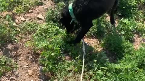 A dog that eats grass while walking.