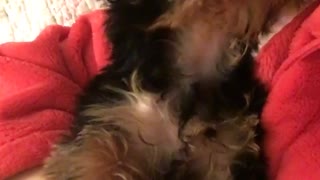 Yorkie gives girl in red sweater kisses in bed