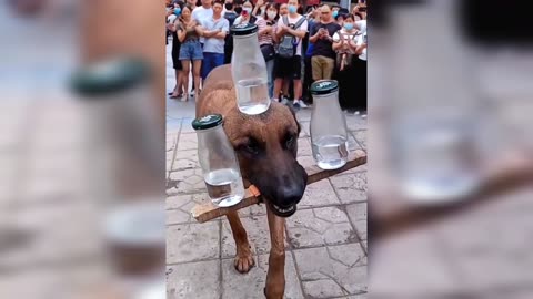 dog water balance