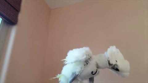 How to dance a cute parrot with his girlfriend