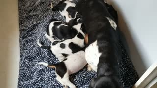 Basset Hound Puppies last meal