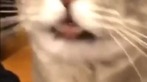 Cat is singing😂funny cat's singing video