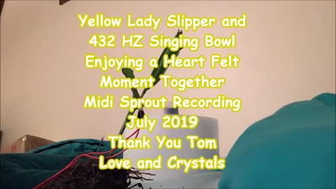 Yellow Lady Slipper and 432 HZ Singing Bowl Enjoying a Heart Felt