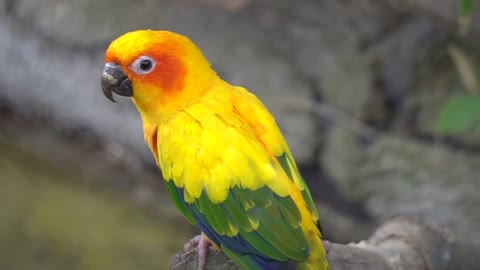 So lovely parrot