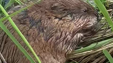 Muskrat eating grass, a water snake is watching him.