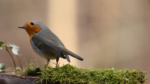 robin bird