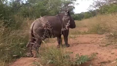 Baby Rhino Loves her Human || ViralHog