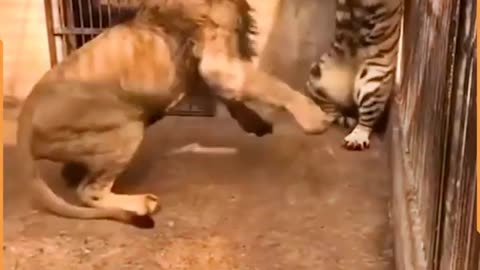 Big Cats Routine