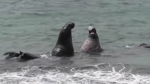 two elephant seals plays together in the Ocean