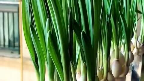 Grow Garlic Fast at Home in Glass of Water