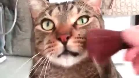 Funny and Cute Cat Videos #262
