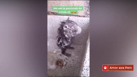 Rat taking a shower