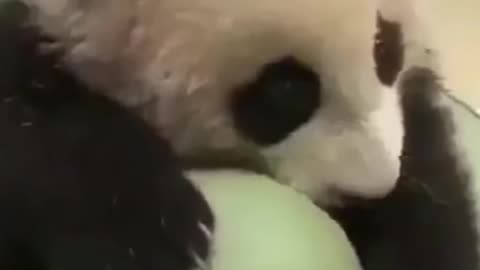 Funny Panda Playing Football