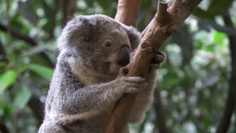The Kowala Chronicles: A Journey Through The Eucalyptus Forest
