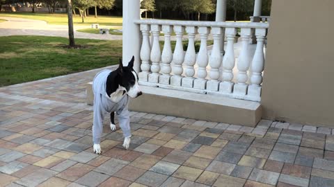 Funny Great Dane wearing sweatshirt in cold Florida