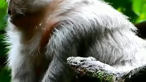 Bad monkey mother beaten and bite her child without reason