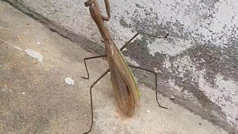 The mantis in the yard, The warts are crawling.