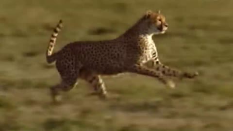 THE FASTEST ANIMALS IN THE WORLD FAIL! Grant's Gazelle Struck Down A Cheetah With Horns, Imapal's Lion Hunt Failed #Shorts