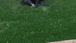 Dog loves rolling in the sprinklers