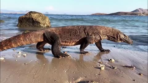 How Komodo Dragons Hunt & Catch Sea Sharks Alive