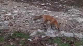 Little Red Fox