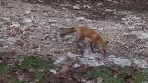 Little Red Fox