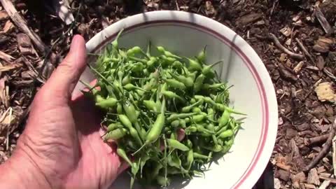 Growing Radish Seed Pods To Eat, Instead Of The Root