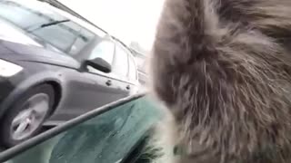 Raccoon sticking head out the window and waving at other cars