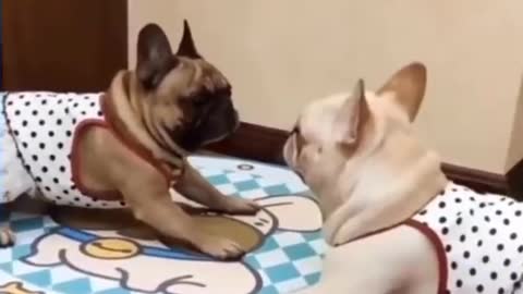 funny dog video. Perros muy chistosos