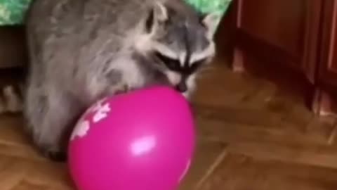 Raccoon Compilation