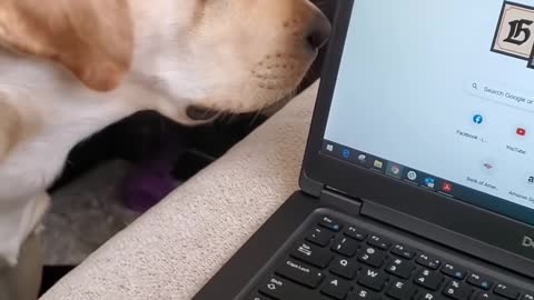 Dog Hates it When Disturbed During Sleeping _Shorts _ Funny Dog Video