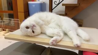 Incredibly Cute Kitty Lies In A Very Funny Position