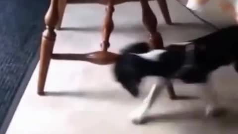 Dog is trying to catch the leash