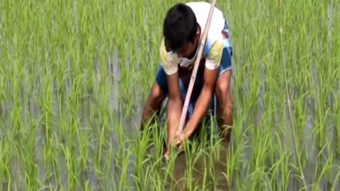 catch fish on the rice field