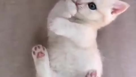 Cute and funny Cat Video